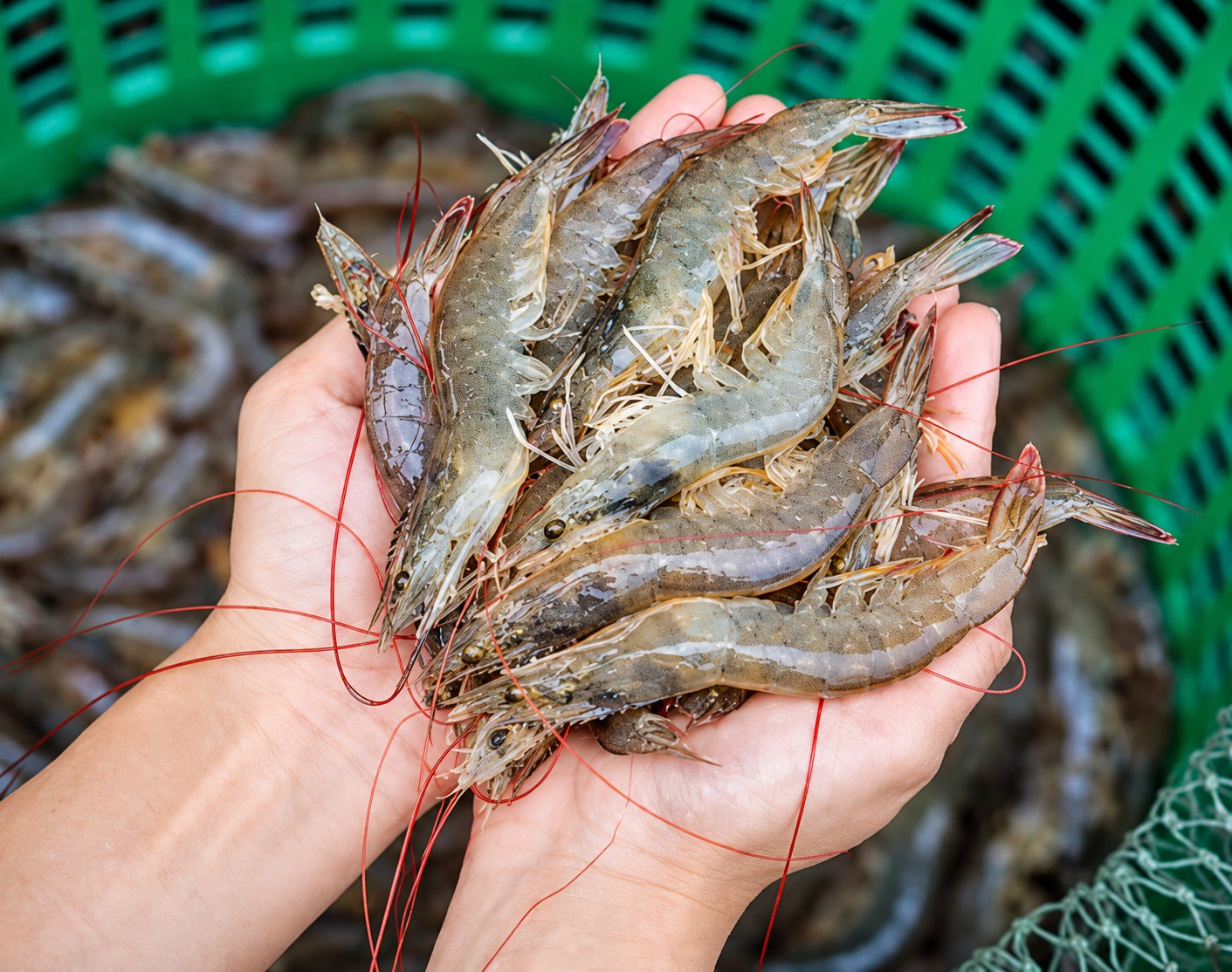 Freshly harvested shrimp held in two hands